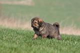 DOGUE DU TIBET 303